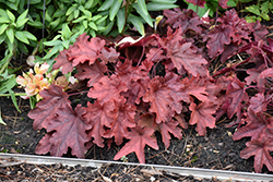 Fun and Games Red Rover Foamy Bells (Heucherella 'Red Rover') at Wolf's Blooms & Berries