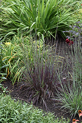 Smoke Signal Little Bluestem (Schizachyrium scoparium 'Smoke Signal') at Wolf's Blooms & Berries