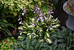 Rainbow's End Hosta (Hosta 'Rainbow's End') at Wolf's Blooms & Berries