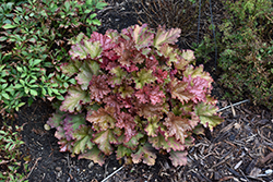 Peachberry Ice Coral Bells (Heuchera 'Peachberry Ice') at Wolf's Blooms & Berries