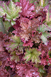 Peachberry Ice Coral Bells (Heuchera 'Peachberry Ice') at Wolf's Blooms & Berries