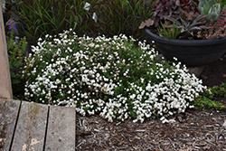 Peter Cottontail Yarrow (Achillea ptarmica 'Peter Cottontail') at Wolf's Blooms & Berries