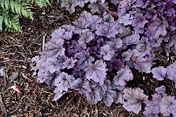 Pink Panther Coral Bells (Heuchera 'Pink Panther') at Wolf's Blooms & Berries