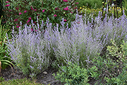 Blue Jean Baby Russian Sage (Perovskia atriplicifolia 'Blue Jean Baby') at Wolf's Blooms & Berries