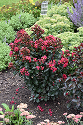 Cherry Mocha Crapemyrtle (Lagerstroemia 'Cherry Mocha') at Wolf's Blooms & Berries