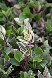 Rainbow Spiderwort (Tradescantia fluminensis 'Rainbow') at Wolf's Blooms & Berries