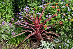 Dance Paso Doble Cabbage Palm (Cordyline 'Paso Doble') at Wolf's Blooms & Berries