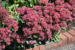 Carl Stonecrop (Sedum 'Carl') at Wolf's Blooms & Berries