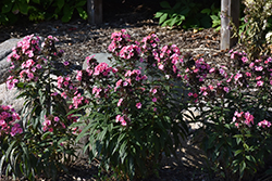 Coral Creme Drop Garden Phlox (Phlox paniculata 'Ditomdre') at Wolf's Blooms & Berries