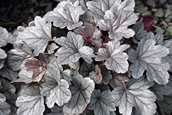Dolce Silver Gumdrop Coral Bells (Heuchera 'Silver Gumdrop') at Wolf's Blooms & Berries