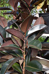 Burgundy Rubber Tree (Ficus elastica 'Burgundy') at Wolf's Blooms & Berries