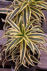 Song of India Plant (Dracaena reflexa 'Song of India') at Wolf's Blooms & Berries