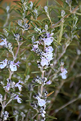 Tuscan Blue Rosemary (Rosmarinus officinalis 'Tuscan Blue') at Wolf's Blooms & Berries