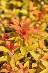 Double Play Candy Corn Spirea (Spiraea japonica 'NCSX1') at Wolf's Blooms & Berries