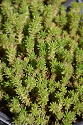 Six Row Stonecrop (Sedum sexangulare) at Wolf's Blooms & Berries