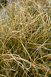 Prairie Fire Sedge (Carex testacea 'Prairie Fire') at Wolf's Blooms & Berries