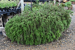 Trailing Rosemary (Rosmarinus officinalis 'Prostratus') at Wolf's Blooms & Berries