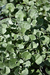 Silver Falls Dichondra (Dichondra argentea 'Silver Falls') at Wolf's Blooms & Berries