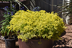 Lemon Coral Stonecrop (Sedum rupestre 'Lemon Coral') at Wolf's Blooms & Berries