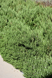 Tuscan Blue Rosemary (Rosmarinus officinalis 'Tuscan Blue') at Wolf's Blooms & Berries