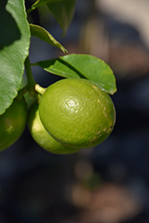 Persian Lime (Citrus x latifolia) at Wolf's Blooms & Berries