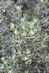 Texas Sage (Leucophyllum frutescens) at Wolf's Blooms & Berries