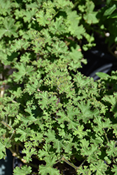 Lemon Scented Geranium (Pelargonium crispum 'Lemona') at Wolf's Blooms & Berries