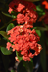 Maui Ixora (Ixora 'Maui') at Wolf's Blooms & Berries