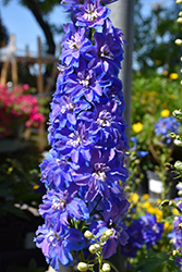 Guardian Blue Larkspur (Delphinium 'Guardian Blue') at Wolf's Blooms & Berries