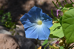 Heavenly Blue Morning Glory (Ipomoea tricolor 'Heavenly Blue') at Wolf's Blooms & Berries