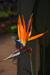 Orange Bird Of Paradise (Strelitzia reginae) at Wolf's Blooms & Berries