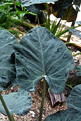 Regal Shields Elephant's Ear (Alocasia 'Regal Shields') at Wolf's Blooms & Berries