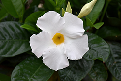 White Mandevilla (Mandevilla 'White') at Wolf's Blooms & Berries