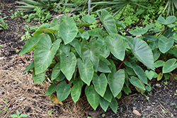 Royal Hawaiian White Lava Elephant Ear (Colocasia esculenta 'White Lava') at Wolf's Blooms & Berries