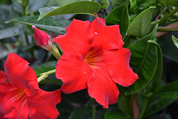 Red Mandevilla (Mandevilla 'Red') at Wolf's Blooms & Berries
