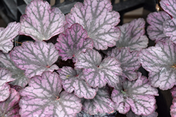 Heureka Silver Lord Coral Bells (Heuchera 'Silver Lord') at Wolf's Blooms & Berries