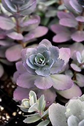 Plum Dazzled Stonecrop (Sedum 'Plum Dazzled') at Wolf's Blooms & Berries