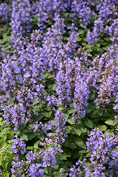 Purrsian Blue Catmint (Nepeta x faassenii 'Purrsian Blue') at Wolf's Blooms & Berries