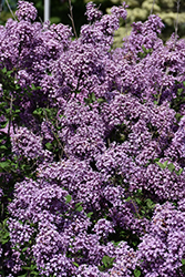 Bloomerang Dark Purple Lilac (Syringa 'SMSJBP7') at Wolf's Blooms & Berries