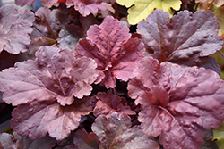 Primo Mahogany Monster Coral Bells (Heuchera 'Mahogany Monster') at Wolf's Blooms & Berries