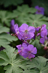 Karmina Cranesbill (Geranium x cantabrigiense 'Karmina') at Wolf's Blooms & Berries