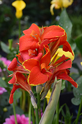 Cannova Red Flame Canna (Canna 'Cannova Red Flame') at Wolf's Blooms & Berries