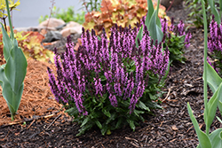 Bumbleberry Meadow Sage (Salvia nemorosa 'Bumbleberry') at Wolf's Blooms & Berries