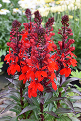 Starship Scarlet Lobelia (Lobelia 'Starship Scarlet') at Wolf's Blooms & Berries