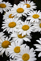 Snowcap Shasta Daisy (Leucanthemum x superbum 'Snowcap') at Wolf's Blooms & Berries