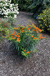 Gay Butterflies Butterfly Weed (Asclepias tuberosa 'Gay Butterflies') at Wolf's Blooms & Berries