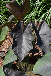 Kona Coffee Elephant Ear (Colocasia esculenta 'Kona Coffee') at Wolf's Blooms & Berries