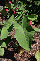 Royal Hawaiian White Lava Elephant Ear (Colocasia esculenta 'White Lava') at Wolf's Blooms & Berries