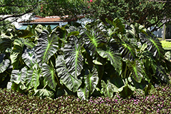 Royal Hawaiian Aloha Elephant Ear (Colocasia esculenta 'Aloha') at Wolf's Blooms & Berries