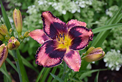 Rainbow Rhythm Storm Shelter Daylily (Hemerocallis 'Storm Shelter') at Wolf's Blooms & Berries